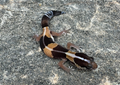 African Fat-tailed Gecko (Hemitheconyx caudicinctus) (Stripe)