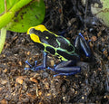 Dendrobates tinctorius 'Robertus'