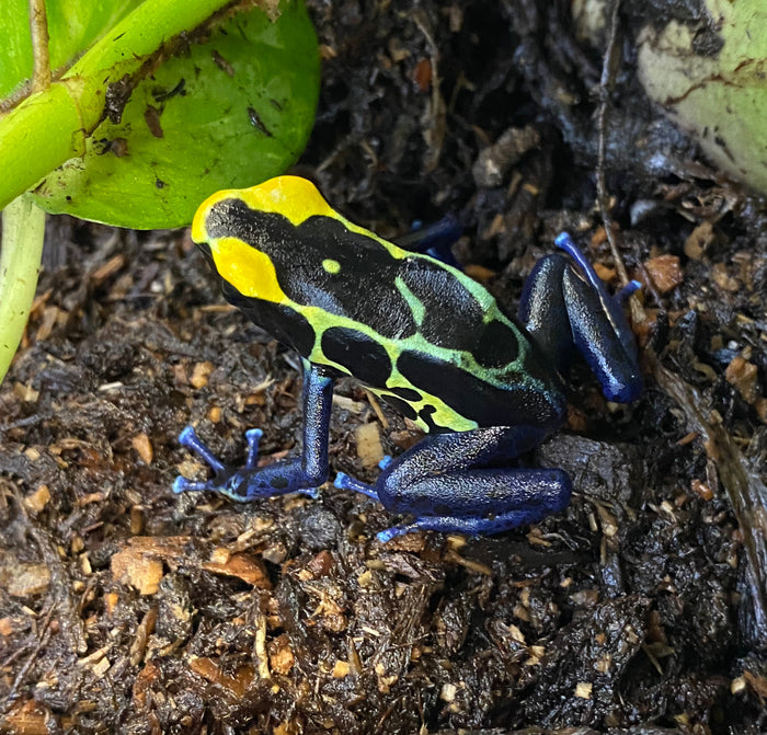 Dendrobates tinctorius 'Robertus'