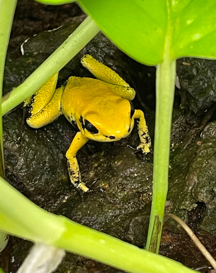 Phyllobates terribilis "Yellow"
