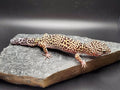 Afghan Leopard Gecko (E. m. afghanicus)