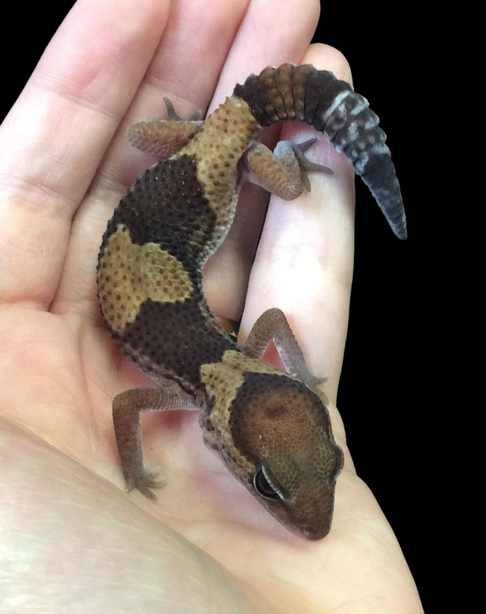 African Fat Tail Gecko (Het Oreo Patternless Stinger)