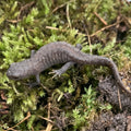 Alpine Newt