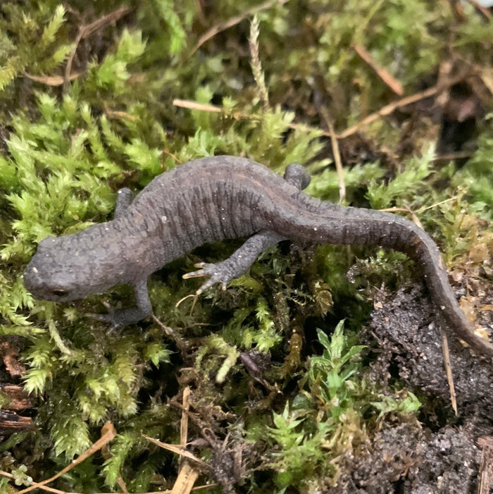 Alpine Newt