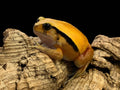 Antsouhy Tomato Frog
