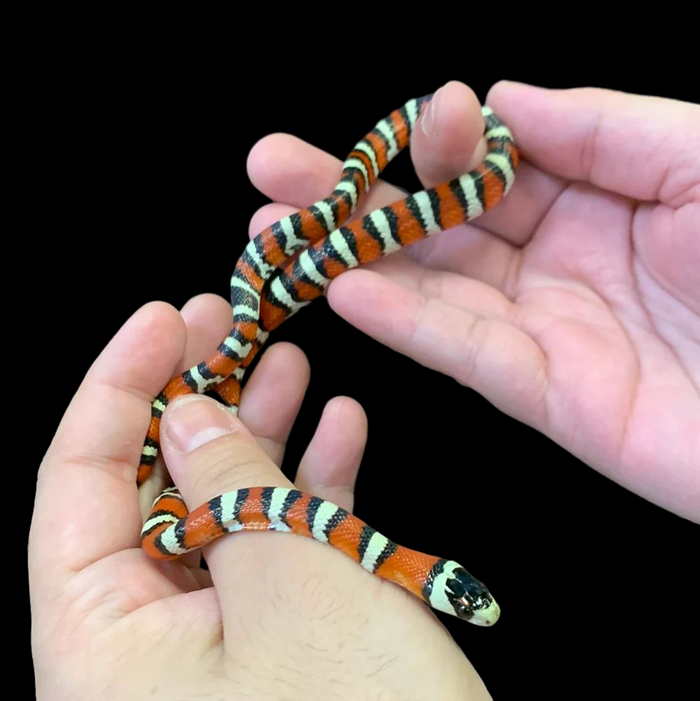 Arizona Mountain Kingsnake