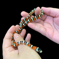 Arizona Mountain Kingsnake