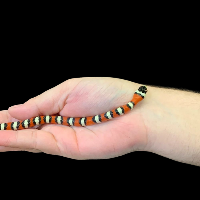 Arizona Mountain Kingsnake