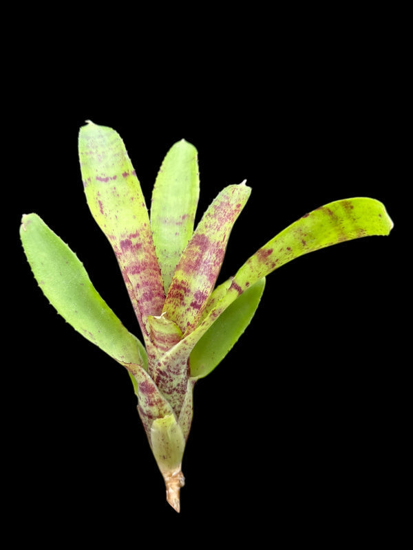 Assorted Neoregelia (pups)