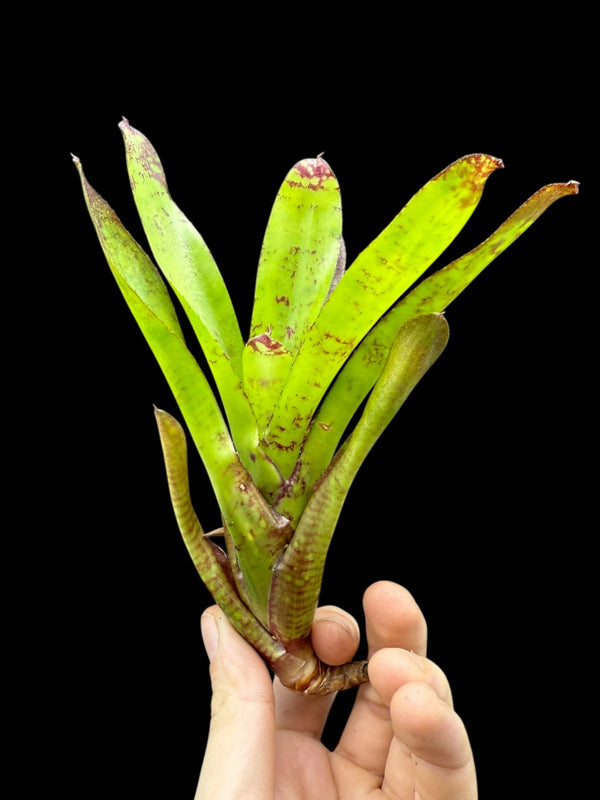 Assorted Neoregelia (pups)