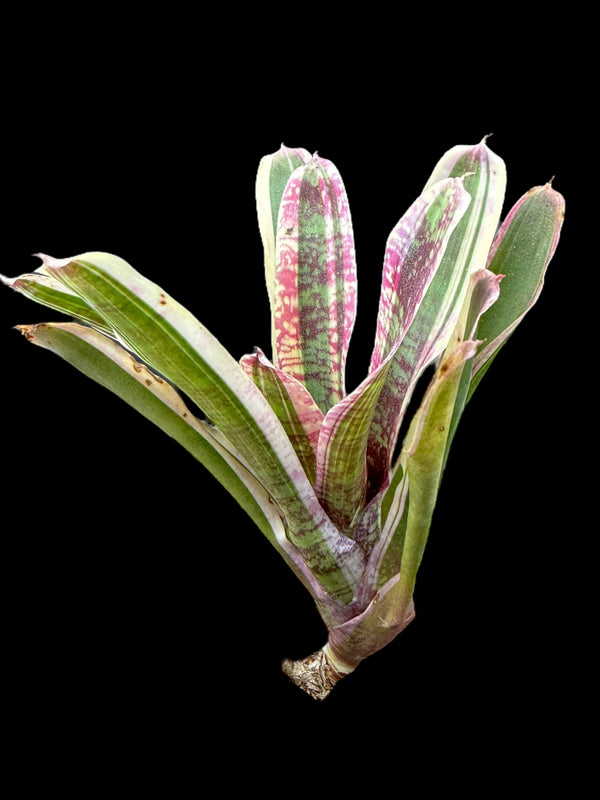 Assorted Neoregelia (pups)