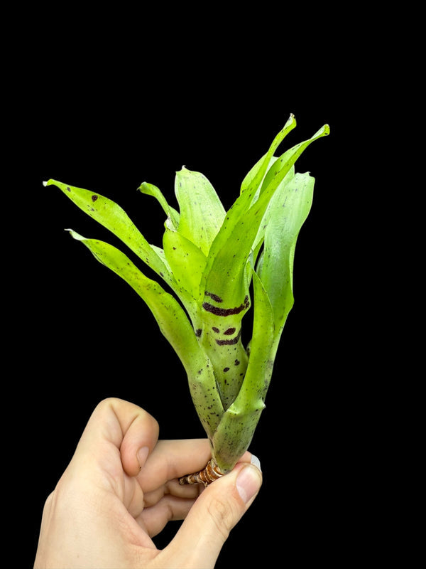 Assorted Neoregelia (pups)