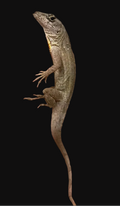 Bahamian Brown Anole (Anolis sagrei)