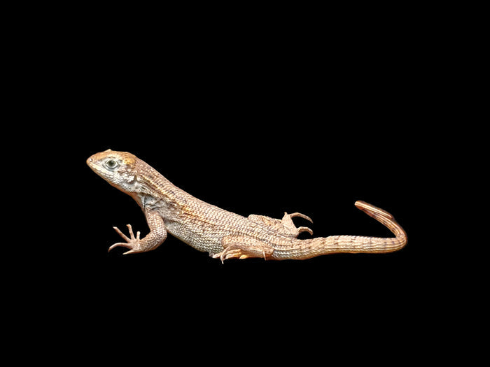 Bahamian Curly-tailed Lizard (Leiocephalus carinatus)