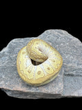 Ball Python (Lesser Clown)