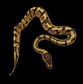 Ball Python (Orange Dream)