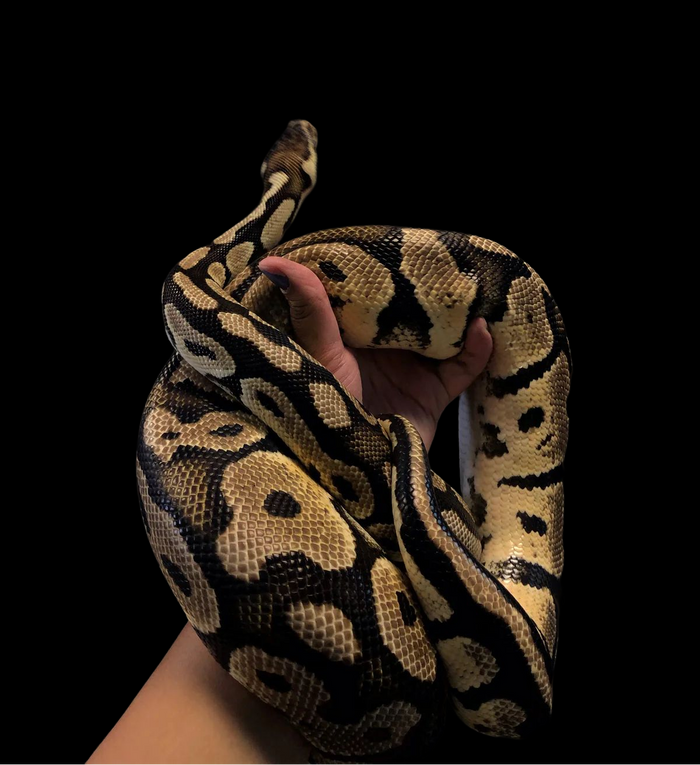 Ball Python (Pastel)