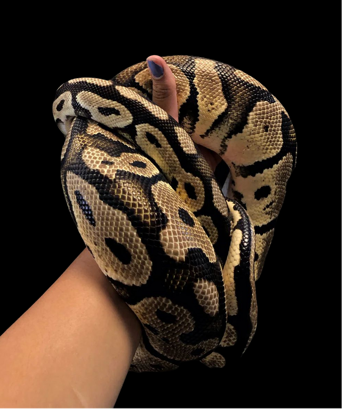 Ball Python (Pastel)