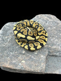 Ball Python (Spotnose Yellowbelly Het Clown)