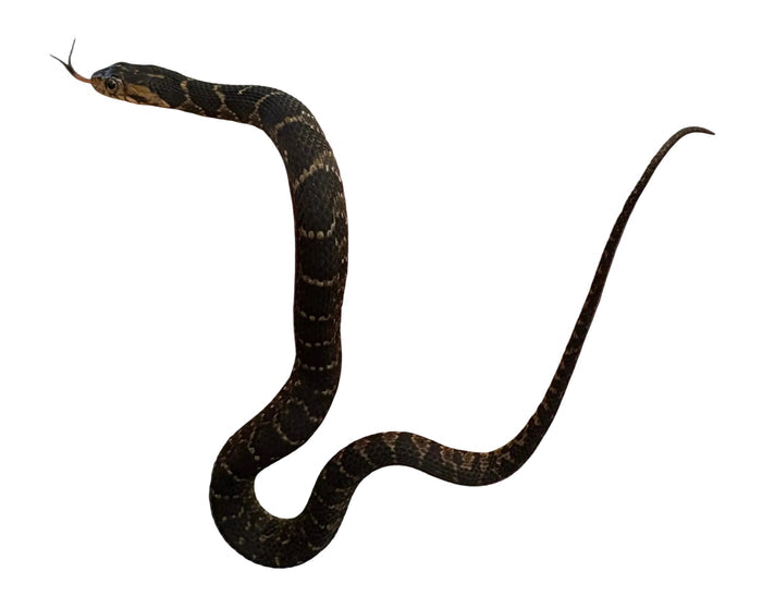 Banded Water Snake (Nerodia fasciata)