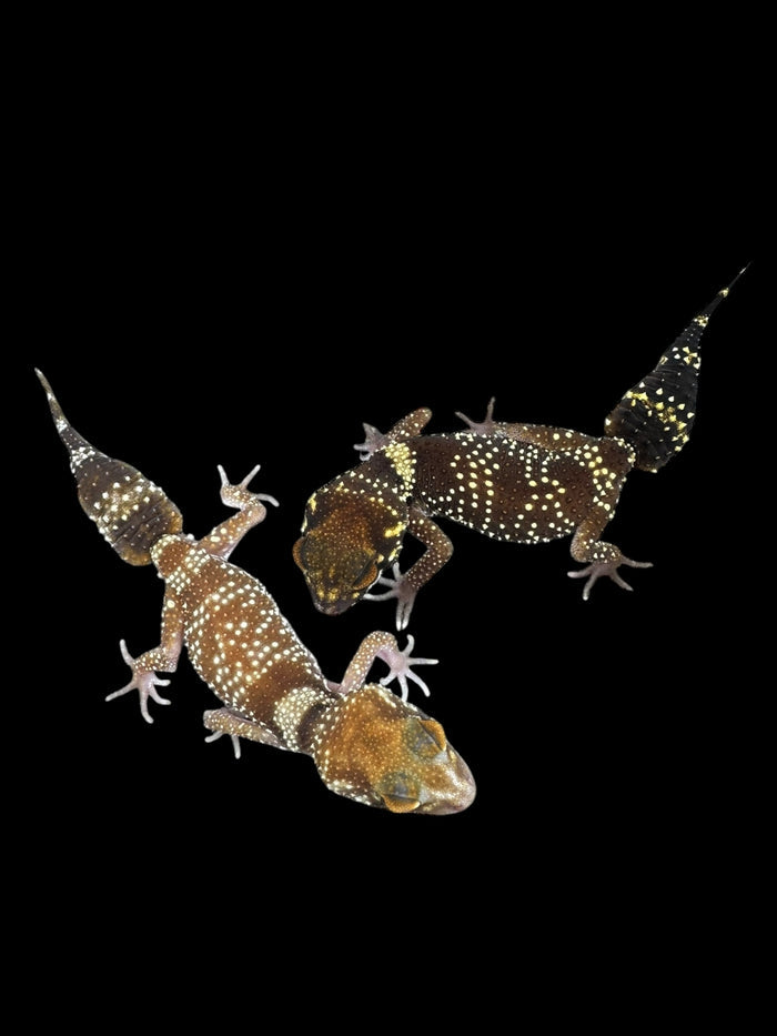 Barking Gecko (Underwoodisaurus milii)