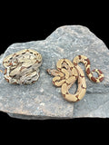 B.C.I (Hypo Het Albino)