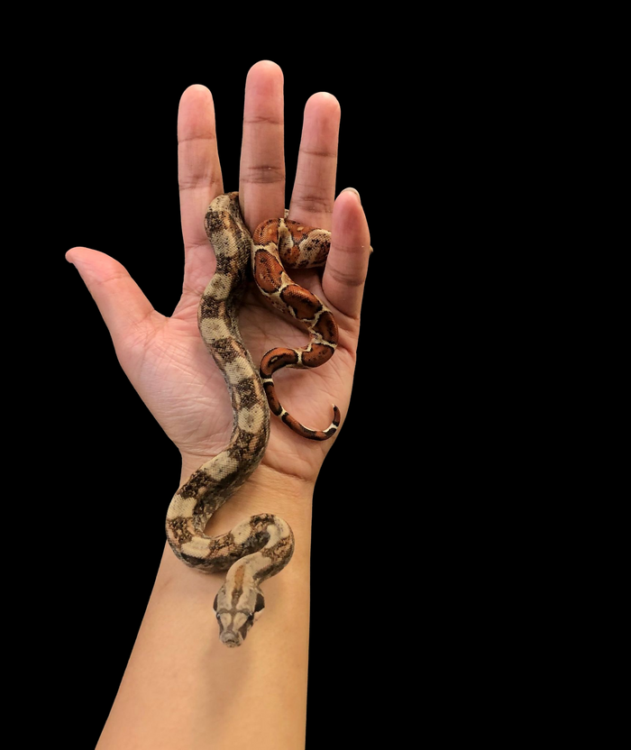 B.C.I (Hypo Nicaraguan)