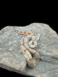 B.C.I (Hypo Red Ladder Tail)