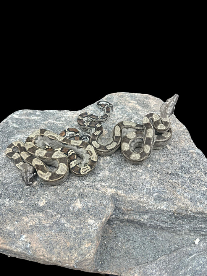 B.C.I (Motley Het VPI)