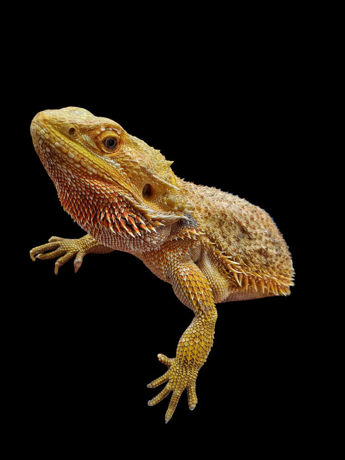Bearded Dragon (High Colour) Adult
