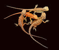 Bearded Dragon (Ultra High Colour Translucent - Dark Orange x Red Stripe)