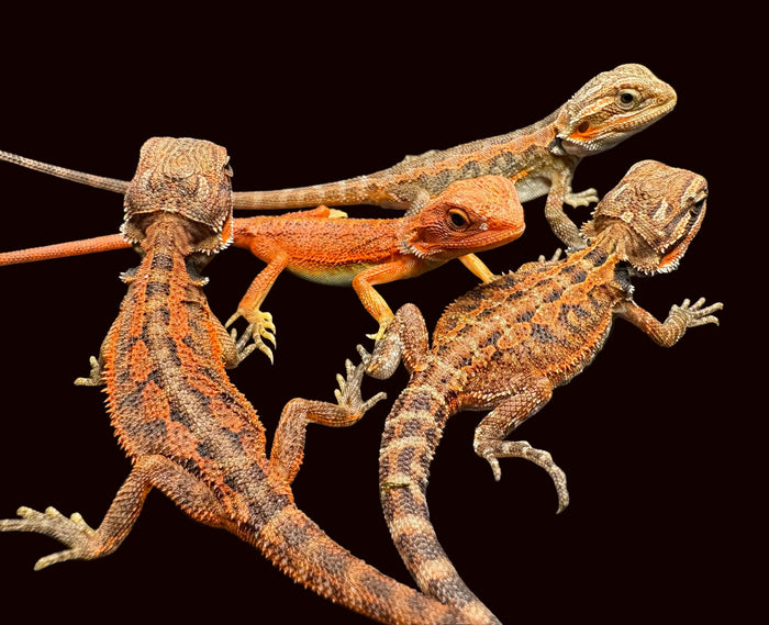 Bearded Dragon (Ultra High Colour Translucent - Dark Orange x Red Stripe)