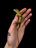 Black Spiny Tail Iguana (Ctenosaura similis)