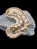 Blood Python (Matrix Poss Het T+) Male