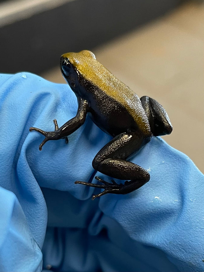 Blue Legged Mantella