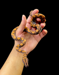Brazilian Rainbow Boa