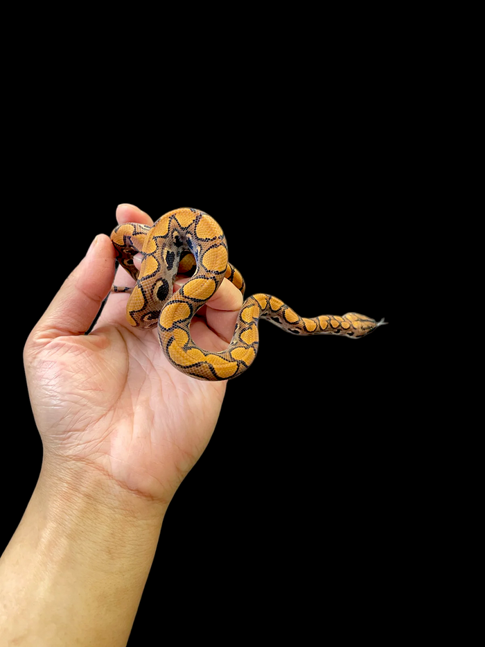 Brazilian Rainbow Boa
