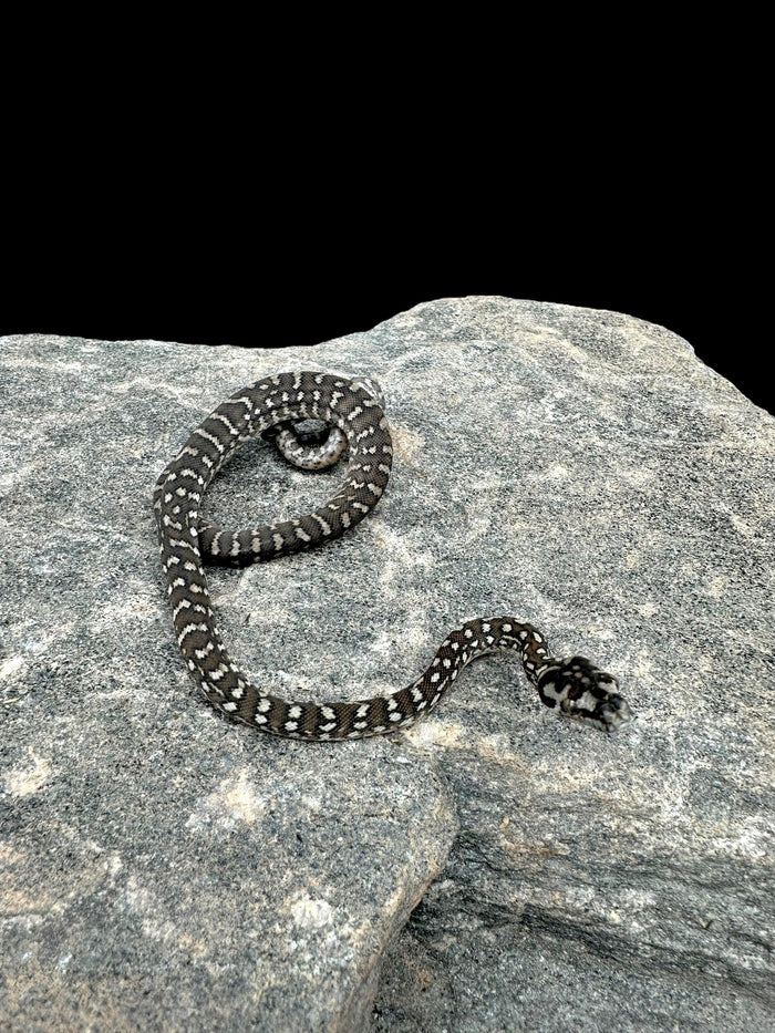 Bredl's Python
