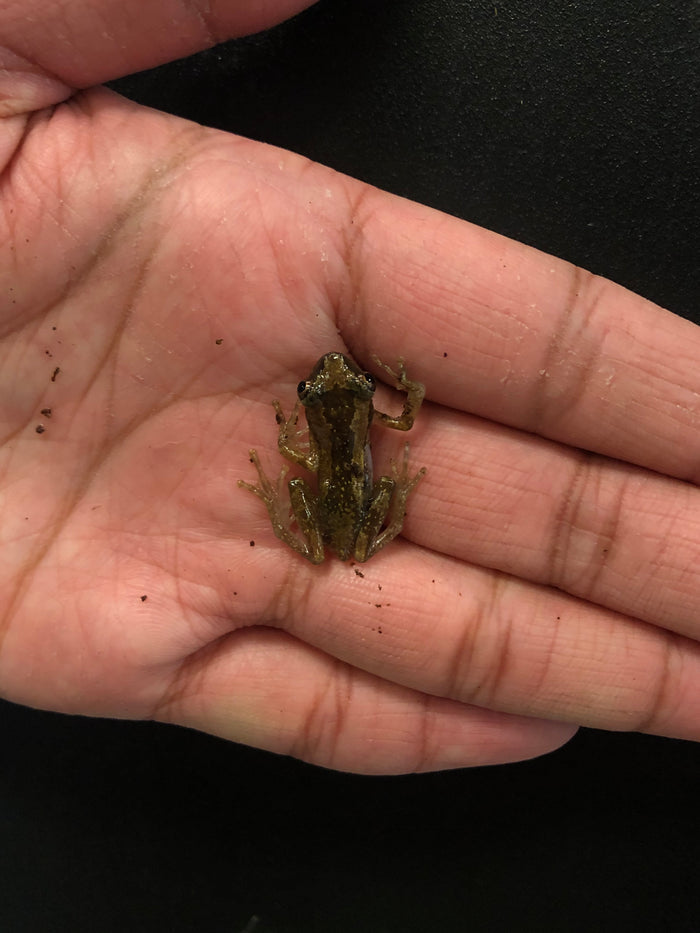 Brown Banana Reed Frog (Afrixalus dorsalis)
