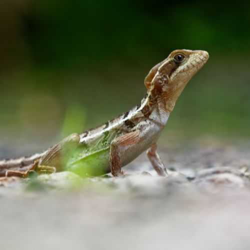 Brown Basilisk