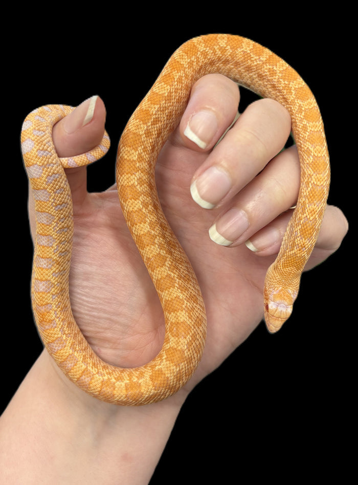 Bull Snake (Orange Albino)