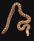 Bull Snake (Red Hypo)