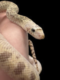 Bull Snake (Whiteside)