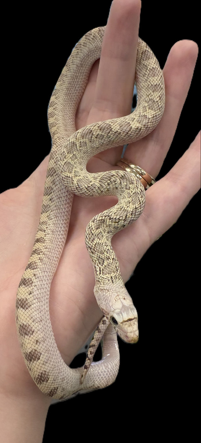 Bull Snake (Whiteside)