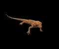 Bynoe's Gecko (Heteronotia binoei)