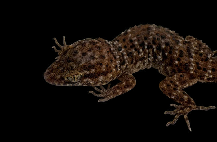 Bynoe's Gecko (Heteronotia binoei)