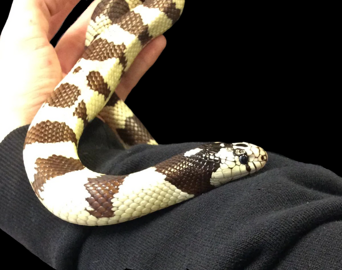 California Kingsnake (Normal) - Adult