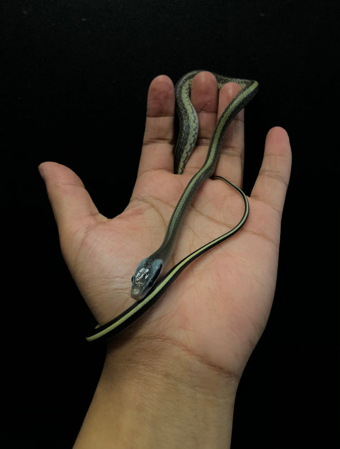 Cave Dwelling Rat Snake