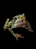 CBB Rio Pescado Stubfoot Toad (Atelopus balios)