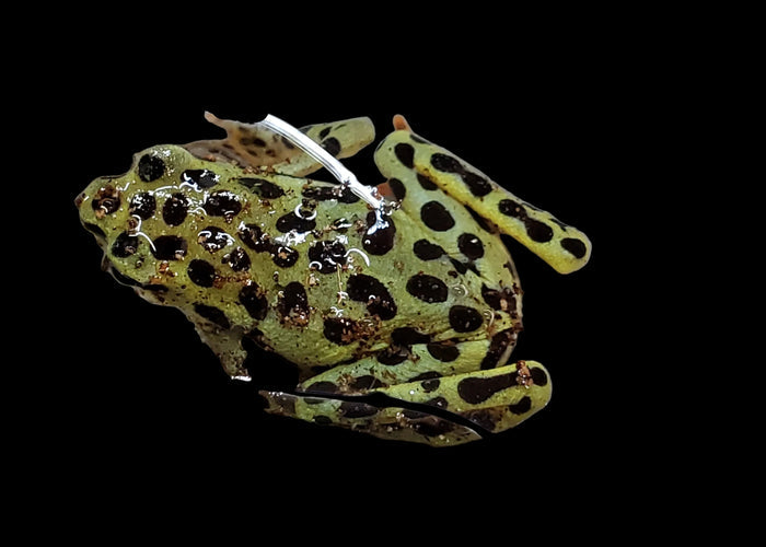 CBB Rio Pescado Stubfoot Toad (Atelopus balios)